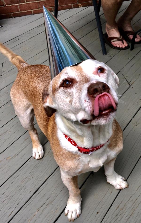 /Images/uploads/Humane Rescue Alliance/HRACalendarPhotoContest/entries/8823thumb.jpg